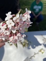 Viburnum carlesii