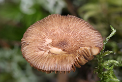 Inocybe cincinnata