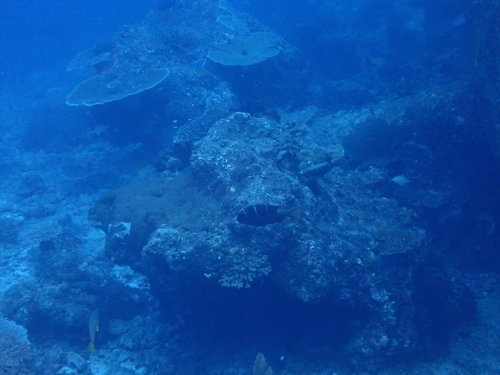 Redfin Bream (Monotaxis heterodon)