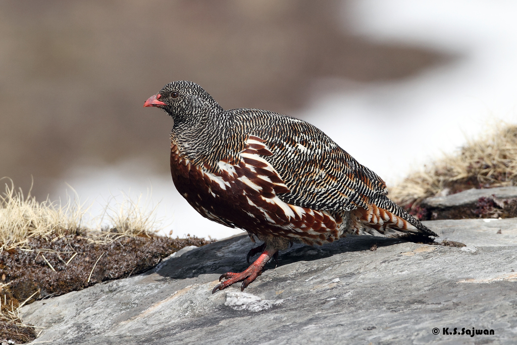 Snow Partridge photo