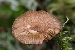 Inocybe cincinnata