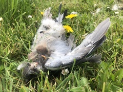 Columba palumbus