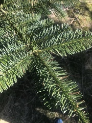 Abies nordmanniana