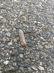 Dicellarius bimaculatus