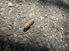 Dicellarius bimaculatus