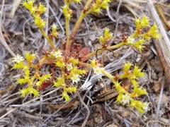 Chorizanthe procumbens