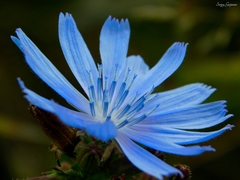 Cichorium intybus