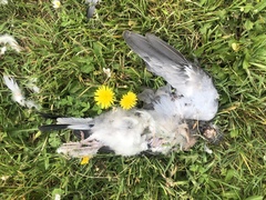 Columba palumbus