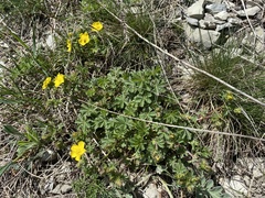 Potentilla sphenophylla