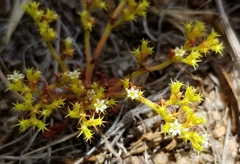 Chorizanthe procumbens