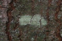 Lecanora expallens