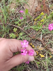Silene scabriflora