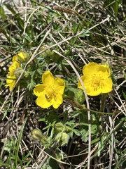 Potentilla sphenophylla