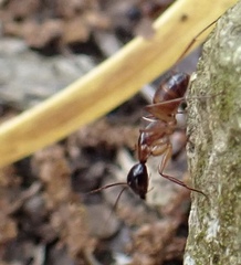 Camponotus sansabeanus
