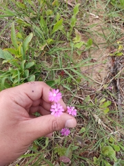 Silene scabriflora
