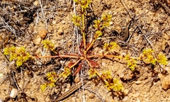Chorizanthe procumbens