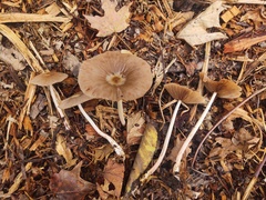 Bolbitius coprophilus