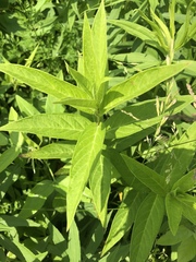 Asclepias incarnata incarnata