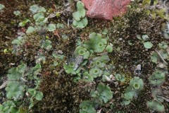 Marchantia polymorpha