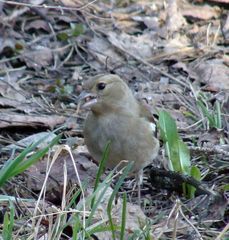 Fringilla coelebs