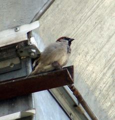 Passer domesticus