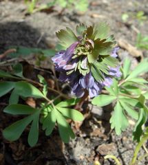 Corydalis solida