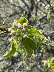Pyrus communis caucasica