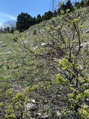 Pyrus communis caucasica