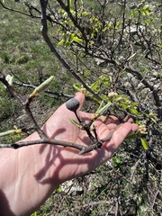 Pyrus communis caucasica