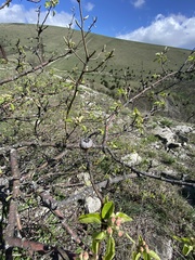 Pyrus communis caucasica