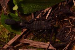 Tityus pachyurus