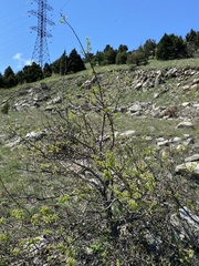 Pyrus communis caucasica