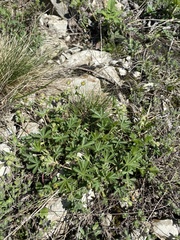 Potentilla sphenophylla