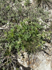 Potentilla sphenophylla