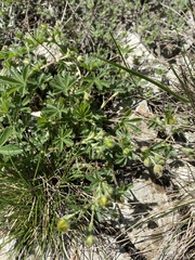 Potentilla sphenophylla