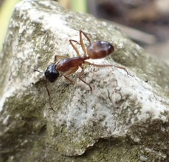 Camponotus sansabeanus