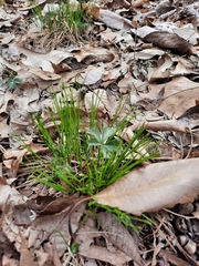 Trichophorum planifolium