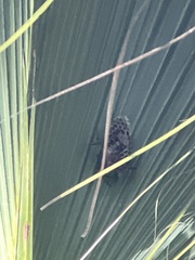 Mischocyttarus mexicanus