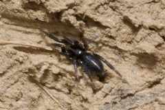 Drassyllus
