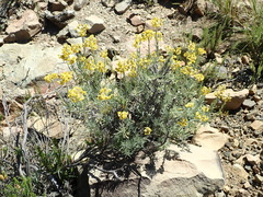 Helichrysum splendidum