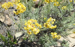 Helichrysum splendidum