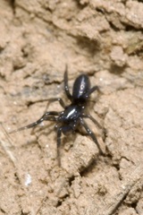 Drassyllus