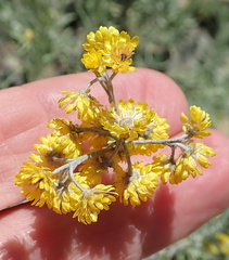 Helichrysum splendidum