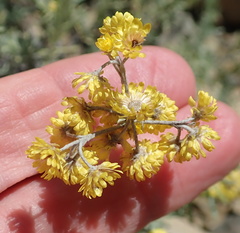 Helichrysum splendidum