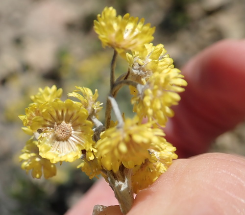 Image of Helichrysum splendidum by no rights reserved