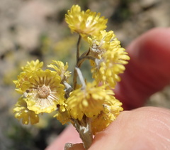 Helichrysum splendidum
