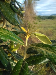 Colicodendron yco
