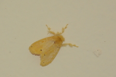 Artaxa guttata