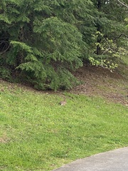 Sylvilagus floridanus