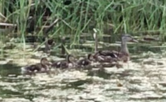 Anas platyrhynchos